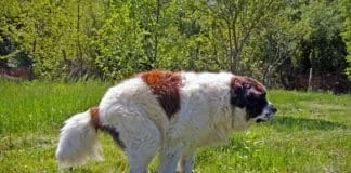 Dogs can take Miralax to deal with constipation.