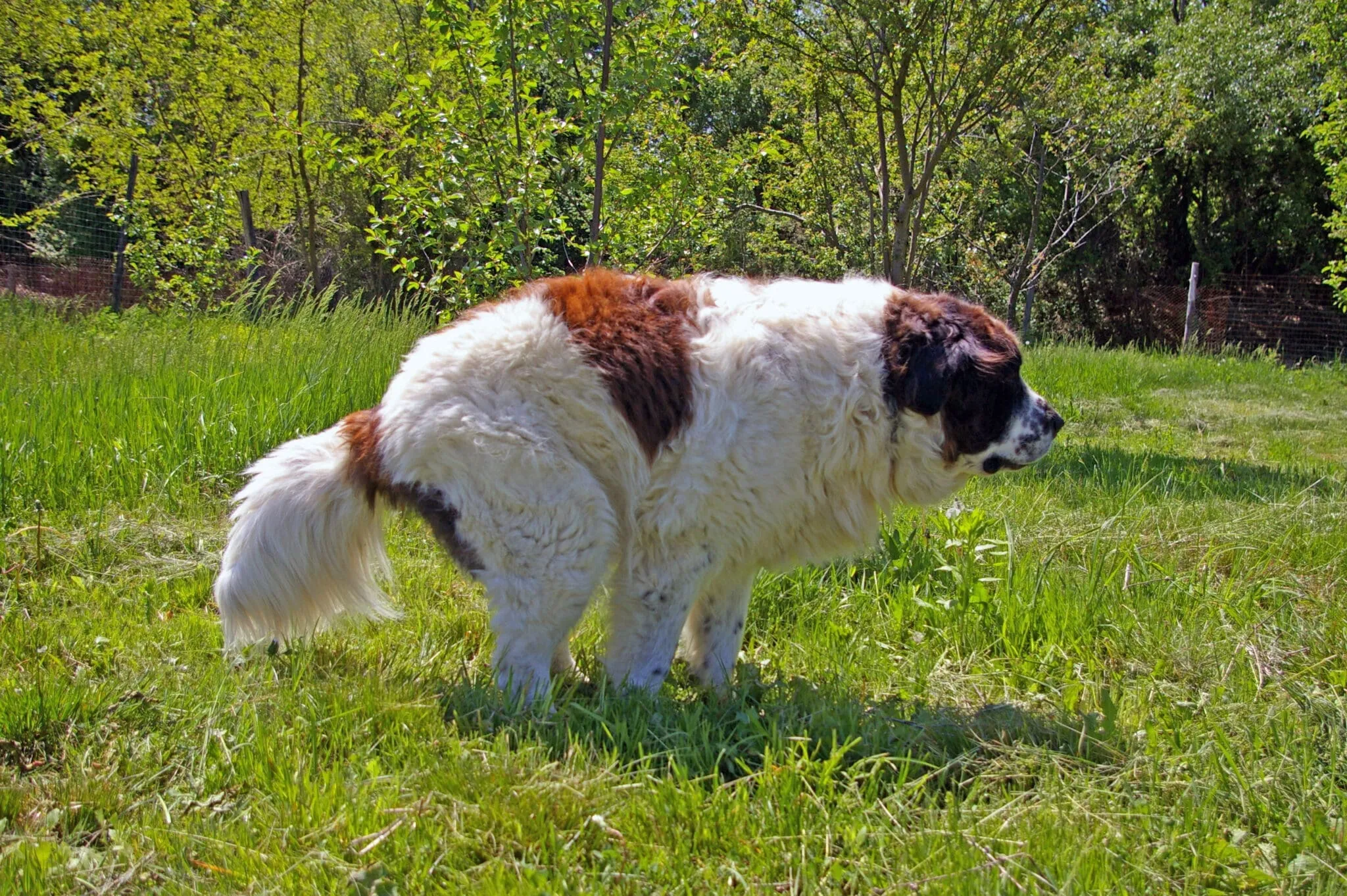 Can You Use MiraLAX for Dogs? Whole Dog Journal