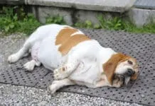 Weight management dog food, along with exercise can help dogs lose weight.