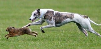 Eating wild prey is one of the ways that dogs get worms and other parasites.