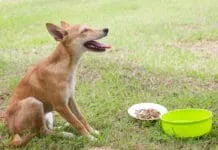 Dogs with sensitive stomachs may become ill after eating food that irritates their digestive tract.