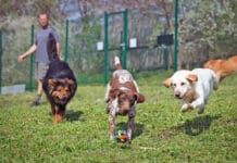 Treating kennel cough with doxycycline is not the best option.