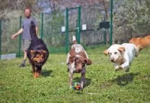 Treating kennel cough with doxycycline is not the best option.