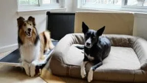 The K9 Ballistics chew-proof dog bed is close to an indestructible dog bed.
