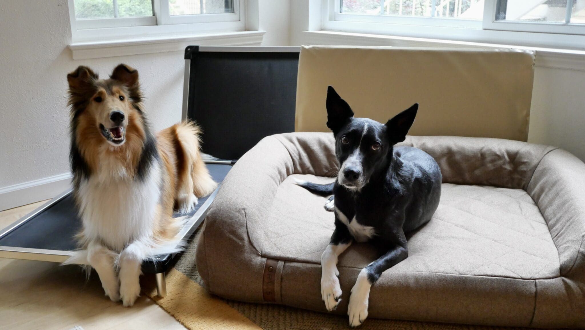 The 4 Best ChewProof Dog Beds Whole Dog Journal