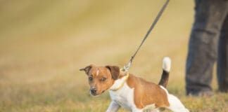 A Jack Russel terrier determinedly pulls on a leash.