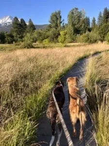 Two dog's enjoying a meadowland hike.