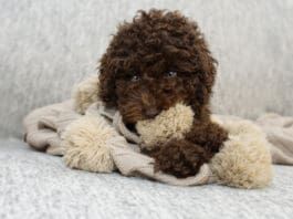 Dogs that suck on, chew, or lick blankets may be seeking a sense of security.