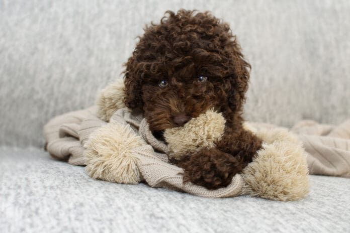 Dogs that suck on, chew, or lick blankets may be seeking a sense of security.