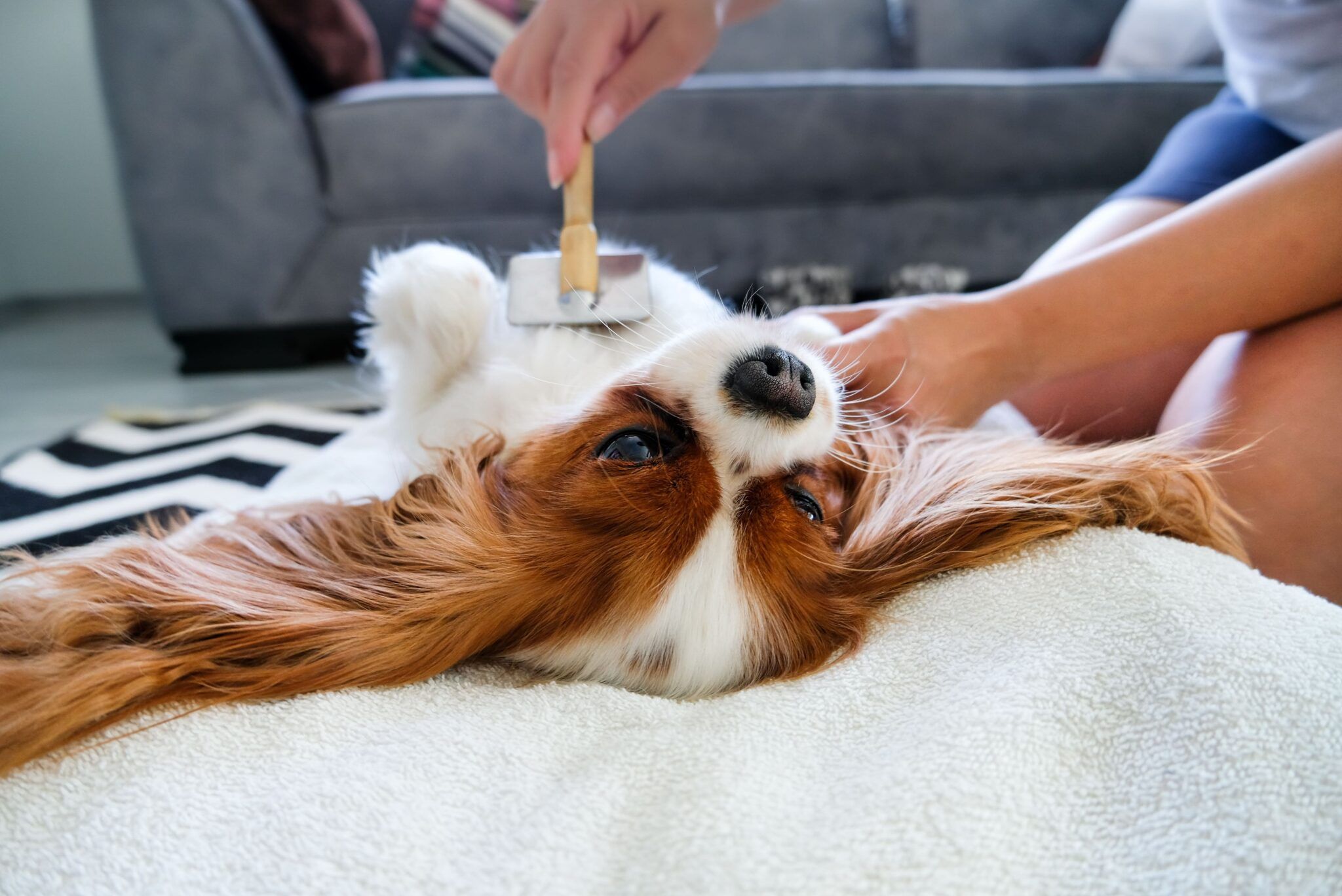 How to groom your dog at home discount