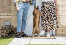 Jumping is one of the most common dog behavioral issues.