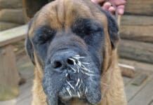 Getting porcupine quills out of a dog is important to prevent infection.