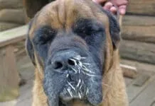 Getting porcupine quills out of a dog is important to prevent infection.