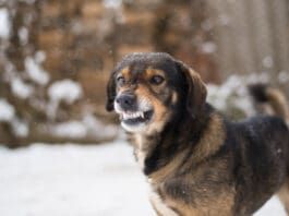 What you do with a dog that bites their owner depends on the dog and what is driving the biting.