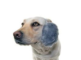 Dog ear muffs protect against more than cold weather. They also
