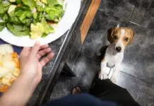 Puppy begging is adorable, but it is a problem behavior.