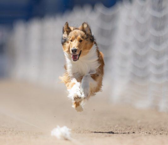 Coursing is a sport that lets dogs who like to run show what they can do.