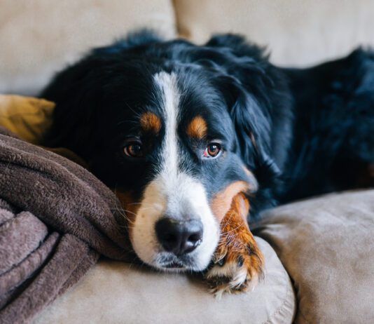 Canine dysfunctional behavior in dogs is roughly equivalent to autism in dogs.