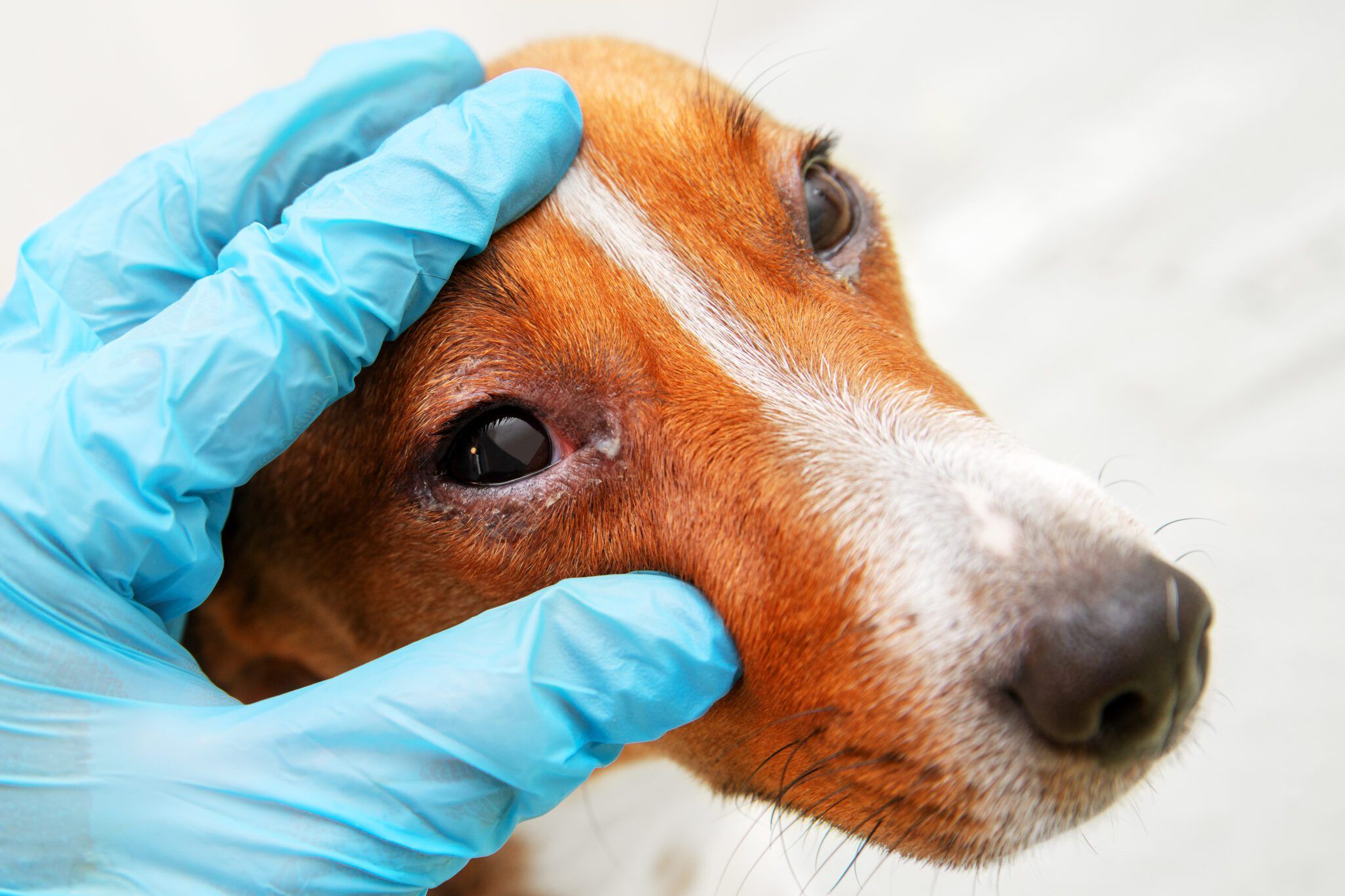 Dog Eye Allergies vs. Infections Whole Dog Journal