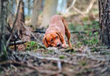 Dogs can get food poisoning from consuming an animal they find dead, or by eating unsafe or harmful foods.