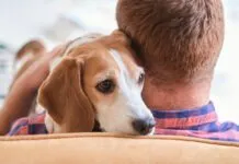 Dogs can smell human stress and detect other signs of tension.