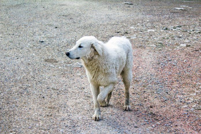 Treating a limping dog at home can be effective for minor injuries like a sprain.