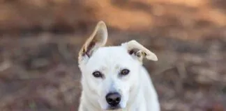 The animal shelter crisis is causing many animals to suffer.