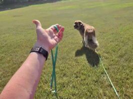 Long line training allows dogs room to explore without pulling their owners around.