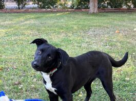 Shelter dogs need the care of volunteers to find their forever homes.