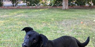 Shelter dogs need the care of volunteers to find their forever homes.