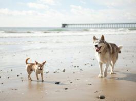 The hormones in play in spay vs neuter are different as are when they come into play.