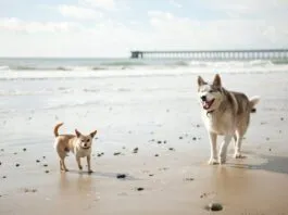 The hormones in play in spay vs neuter are different as are when they come into play.