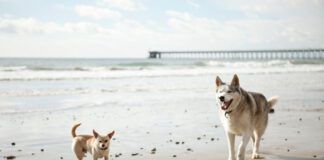 The hormones in play in spay vs neuter are different as are when they come into play.