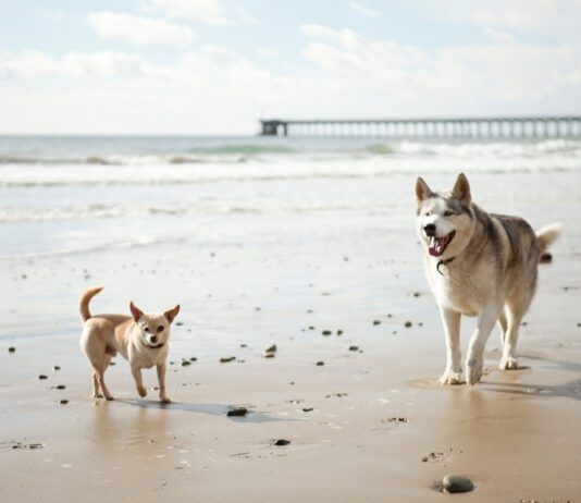 The hormones in play in spay vs neuter are different as are when they come into play.
