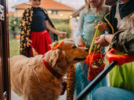 A golden retriever in a pumpkin cap goes trick or treating door to door with a pair of kids.