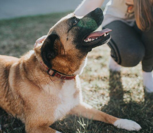 Helping a dog adjust to a new home is best accomplished with patience, clear guidance, and plenty of affection.