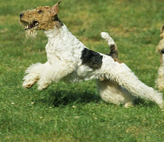 Miniature Schnauzers have a genetic marker that makes them more predisposed to throw up undigested food.