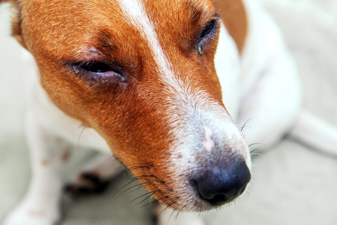 How To Identify a Dog Allergic Reaction Whole Dog Journal