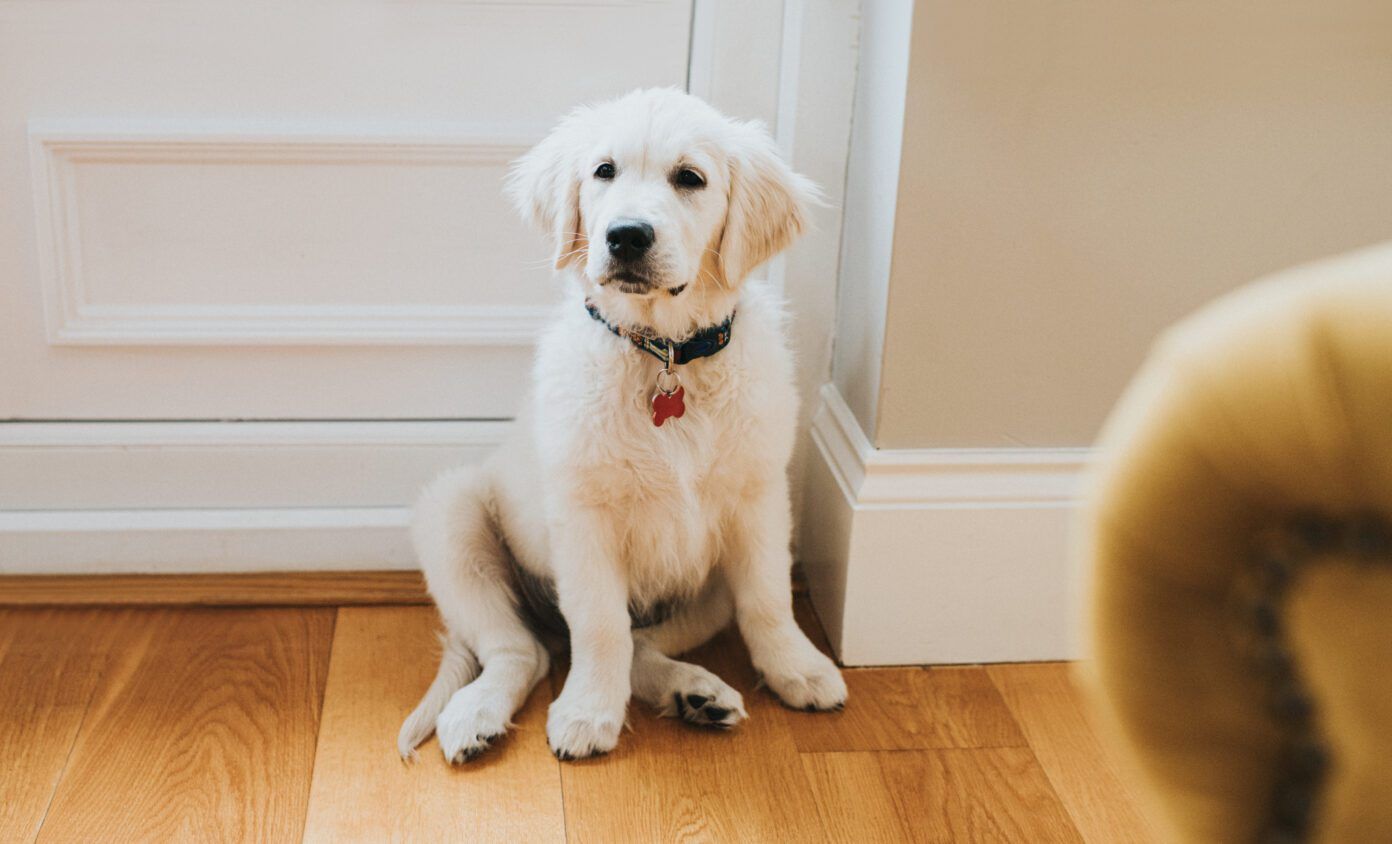 How To Potty Train a Puppy in an Apartment Whole Dog Journal