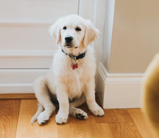 Potty training a puppy in an apartment is a challenge due to how long it takes to get outdoors.
