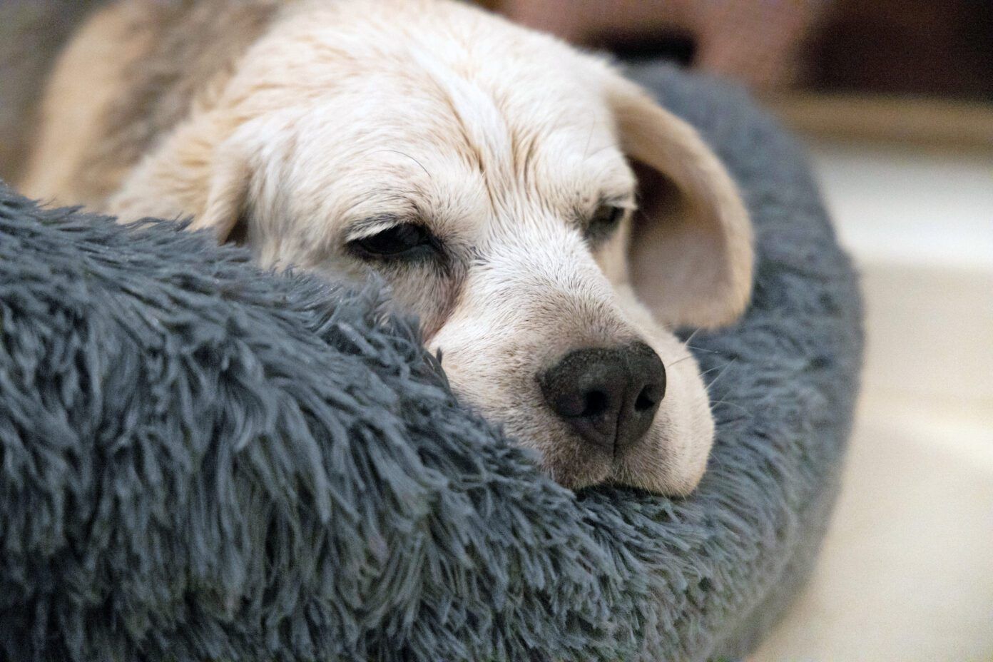 Liver Cancer in Dogs Whole Dog Journal