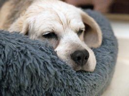 Liver cancer in dogs is a slow process that requires you to pay attention to your dog's quality of life.