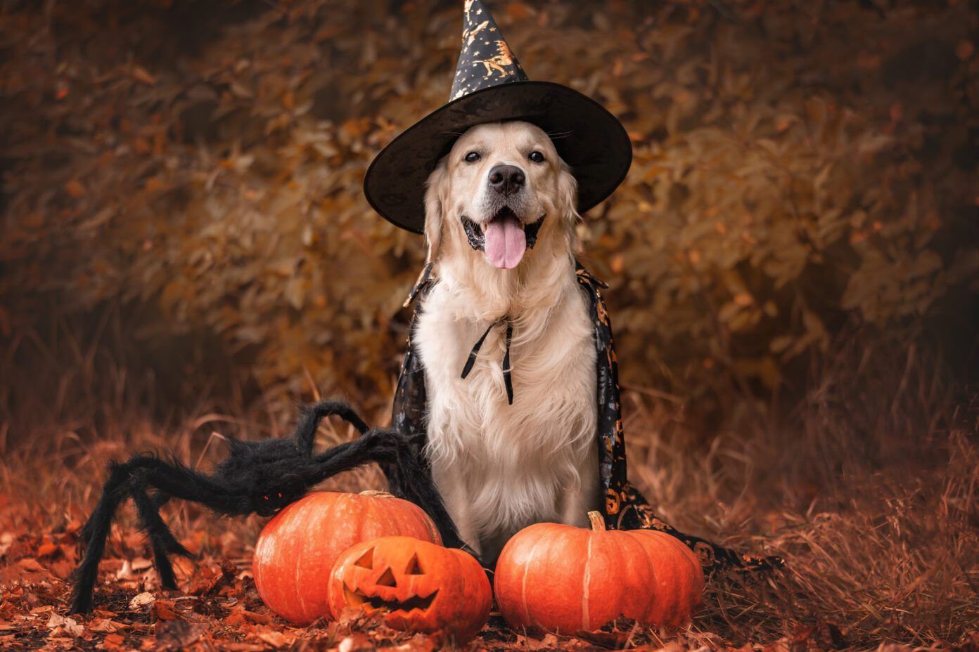 Halloween Pet Safety Whole Dog Journal