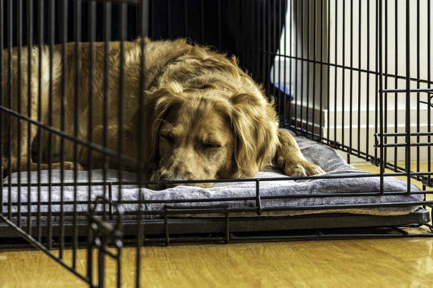 How to Crate Train a Rescue Dog Whole Dog Journal