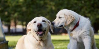 It can be surprisingly difficult to know how old your dog is as most owners weren't there at the birth.