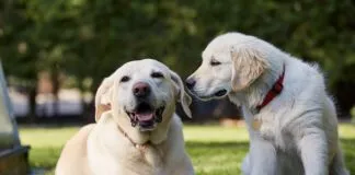 It can be surprisingly difficult to know how old your dog is as most owners weren't there at the birth.