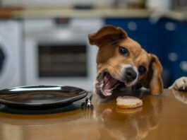 A counter surfing dog can be a nuisance, and the stolen food can be bad for the dog's health.