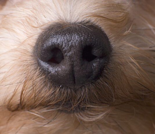 Scientists have proven that dogs can smell cancer with implications for early dectection.