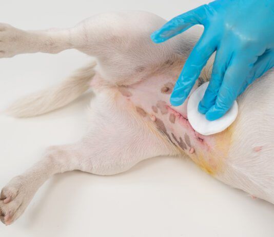 Warning signs after spaying a dog include swelling and discharge around the incision.