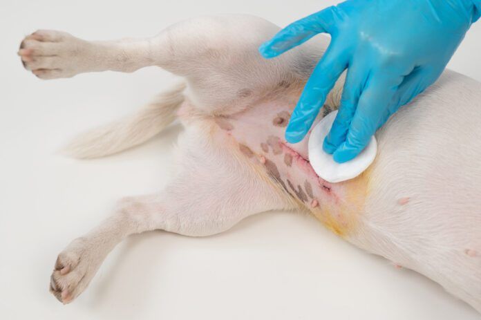 Warning signs after spaying a dog include swelling and discharge around the incision.